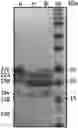 Fig. 01 - Quality protein maize based on increased sulfur reduction in leaf cells