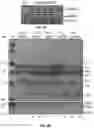 Fig. 03 - Quality protein maize based on increased sulfur reduction in leaf cells