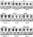 Fig. 04 - Quality protein maize based on increased sulfur reduction in leaf cells