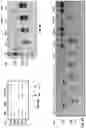 Fig. 06 - Quality protein maize based on increased sulfur reduction in leaf cells