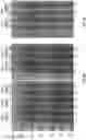Fig. 07 - Quality protein maize based on increased sulfur reduction in leaf cells