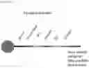 Fig. 05 - METHODS OF NUCLEIC ACID DETECTION AND PRIMER DESIGN