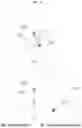 Fig. 15 - Nucleic acid complex pair, competitive construct, and PCR kit using the same