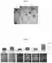 Fig. 04 - Method of manufacturing double layer type transmission planetary gear carrier and planetary gear carrier manufactured by the same