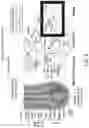 Fig. 110 - Methods for treating hair loss disorders