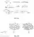Fig. 12 - Methods for treating hair loss disorders
