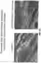 Fig. 65 - Methods for treating hair loss disorders