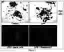 Fig. 02 - Substituted aromatic compounds and pharmaceutical compositions for the prevention and treatment of osteoporosis
