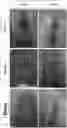 Fig. 01 - PLURIPOTENT STEM CELLS INDUCING OSTEOCHONDRAL REPAIR