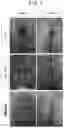 Fig. 02 - PLURIPOTENT STEM CELLS INDUCING OSTEOCHONDRAL REPAIR