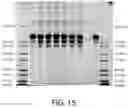 Fig. 15 - STERILIZABLE PRE-FILLED PHARMACEUTICAL PACKAGES COMPRISING A LIQUID FORMULATION OF A VEGF-ANTAGONIST