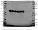 Fig. 17 - STERILIZABLE PRE-FILLED PHARMACEUTICAL PACKAGES COMPRISING A LIQUID FORMULATION OF A VEGF-ANTAGONIST