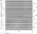 Fig. 01 - Substrate provided with a stack having thermal properties