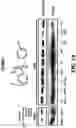 Fig. 18 - NR4A1 LIGANDS, PHARMACEUTICAL COMPOSITIONS, AND RELATED METHODS OF USE