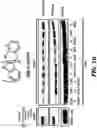 Fig. 20 - NR4A1 LIGANDS, PHARMACEUTICAL COMPOSITIONS, AND RELATED METHODS OF USE