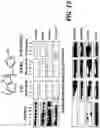 Fig. 23 - NR4A1 LIGANDS, PHARMACEUTICAL COMPOSITIONS, AND RELATED METHODS OF USE