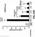 Fig. 25 - NR4A1 LIGANDS, PHARMACEUTICAL COMPOSITIONS, AND RELATED METHODS OF USE