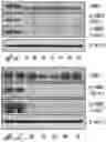 Fig. 01 - Pyrrolo-pyrimidine derivative compound, preparation method therefor, and pharmaceutical composition comprising same compound as effective ingredient for preventing or treating protein kinase-related disease
