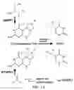 Fig. 02 - SHMT inhibitors