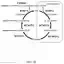 Fig. 03 - SHMT inhibitors