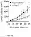 Fig. 10 - SHMT inhibitors