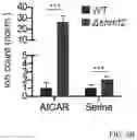 Fig. 11 - SHMT inhibitors