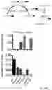 Fig. 19 - SHMT inhibitors