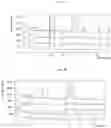 Fig. 09 - Solid forms of substituted benzoxaborole and compositions thereof