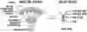 Fig. 01 - Engineered microbe-targeting molecules and uses thereof