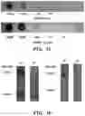 Fig. 17 - Engineered microbe-targeting molecules and uses thereof