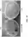 Fig. 20 - Engineered microbe-targeting molecules and uses thereof