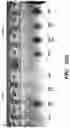 Fig. 27 - Engineered microbe-targeting molecules and uses thereof
