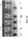 Fig. 30 - Engineered microbe-targeting molecules and uses thereof