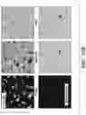 Fig. 35 - Engineered microbe-targeting molecules and uses thereof
