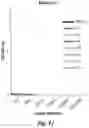 Fig. 22 - Antibodies that specifically bind to human complement factor C2b
