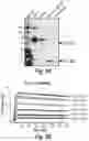 Fig. 32 - Antibodies that specifically bind to human complement factor C2b