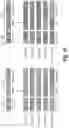 Fig. 34 - Antibodies that specifically bind to human complement factor C2b