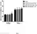 Fig. 06 - Methods for treating type 1 diabetes using glucagon receptor antagonistic antibodies