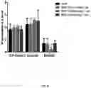 Fig. 09 - Methods for treating type 1 diabetes using glucagon receptor antagonistic antibodies