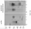 Fig. 30 - Fn14 Binding Proteins and Uses Thereof