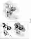 Fig. 34 - Fn14 Binding Proteins and Uses Thereof