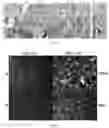 Fig. 02 - Saccharide-based biomarkers and therapeutics