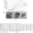 Fig. 07 - Saccharide-based biomarkers and therapeutics