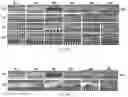 Fig. 12 - Saccharide-based biomarkers and therapeutics
