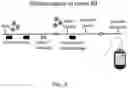 Fig. 19 - Means and methods for counteracting myeloproliferative or lymphoproliferative disorders