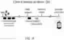 Fig. 34 - Means and methods for counteracting myeloproliferative or lymphoproliferative disorders
