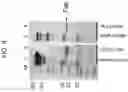 Fig. 07 - MUC1* antibodies