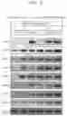 Fig. 06 - Extracellular matrix-producing composition using MAST4 gene and preparation method therefor