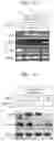 Fig. 10 - Extracellular matrix-producing composition using MAST4 gene and preparation method therefor