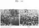 Fig. 11 - Extracellular matrix-producing composition using MAST4 gene and preparation method therefor